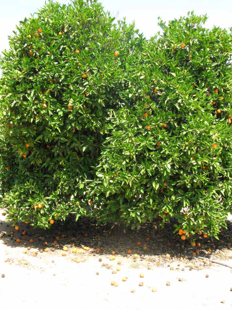            Habit (Riverside, CA)   